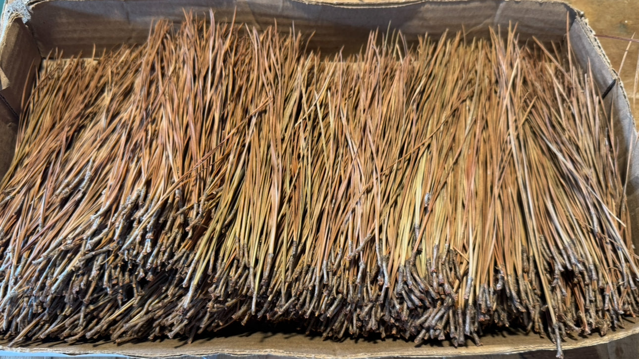 Short Leaf Pine Needles for Basketmaking Basketry 16oz per Bundle