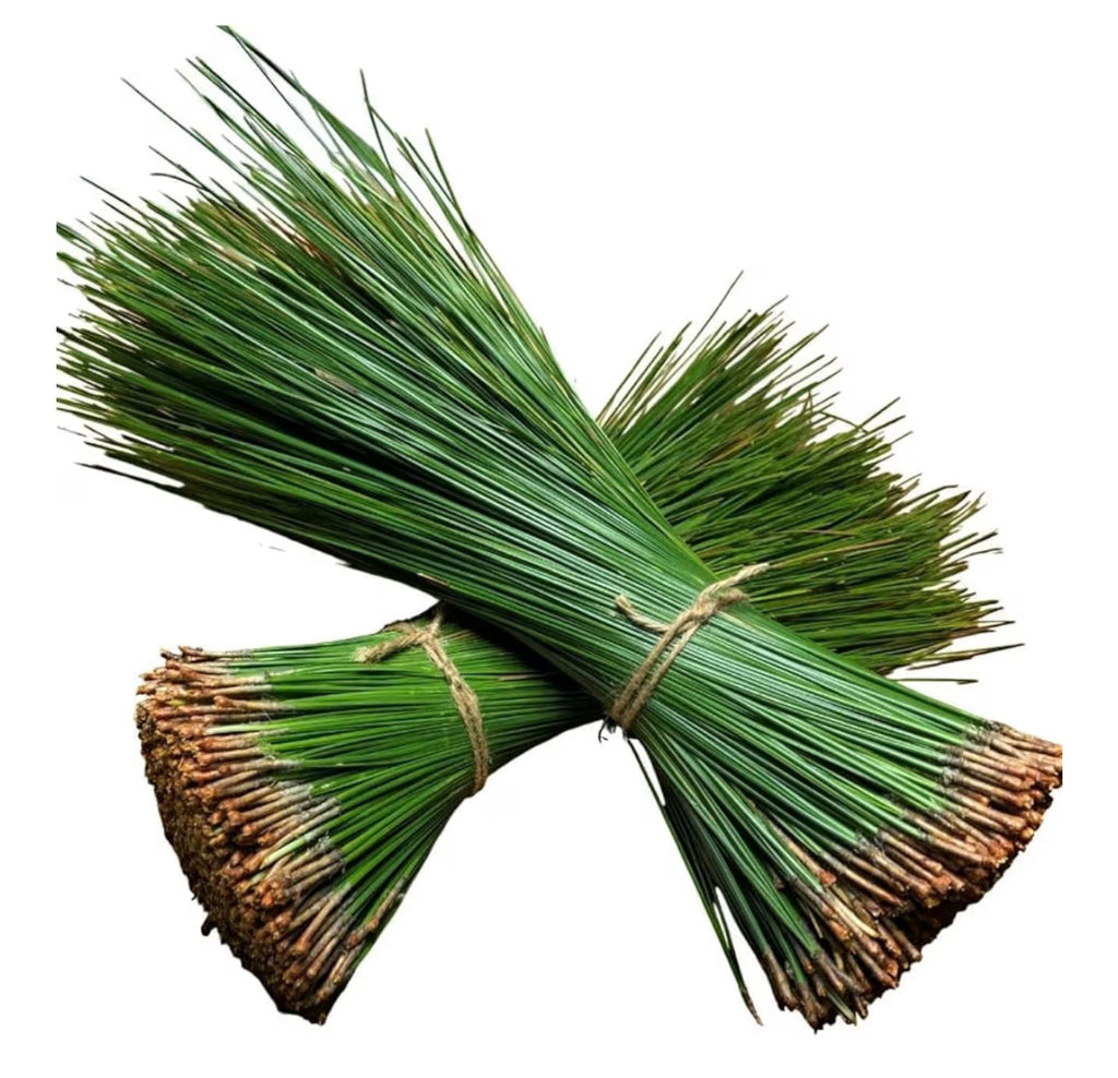 Fresh Long Leaf Pine Needles 8oz, Pine Needle Tea