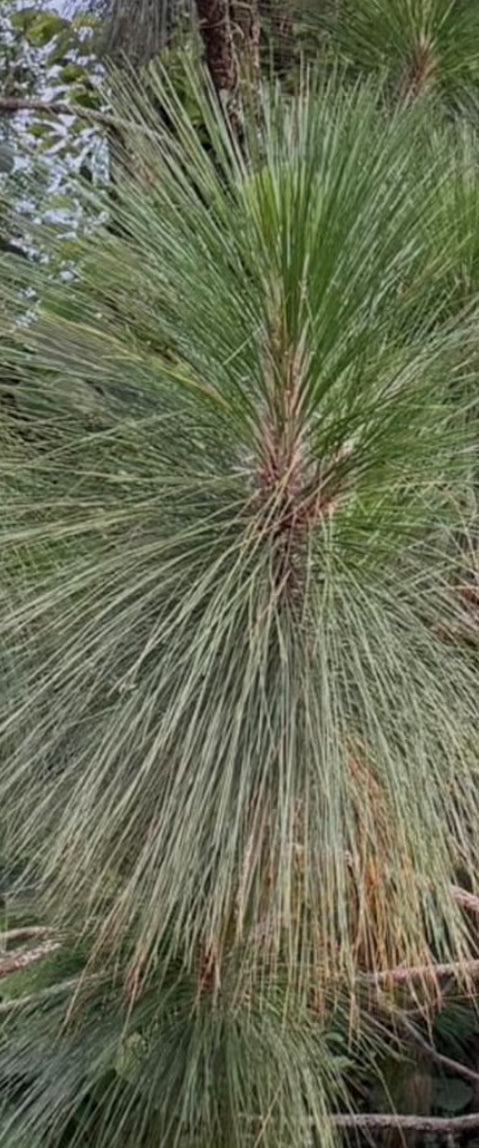 Fresh Long Leaf Pine Needles 8oz, Pine Needle Tea