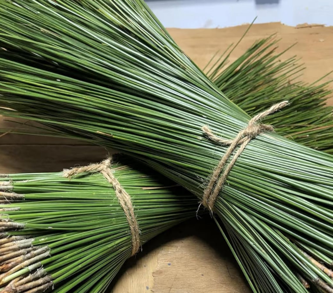 Fresh Long Leaf Pine Needles 16oz, Pine Needle Tea