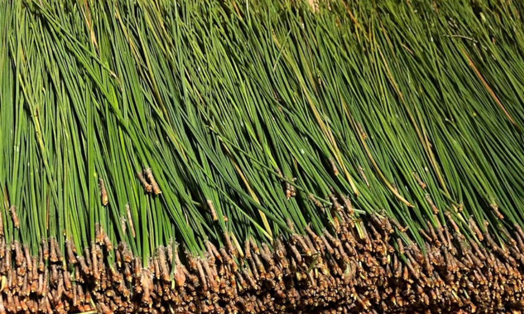 Fresh Long Leaf Pine Needles 8oz, Pine Needle Tea