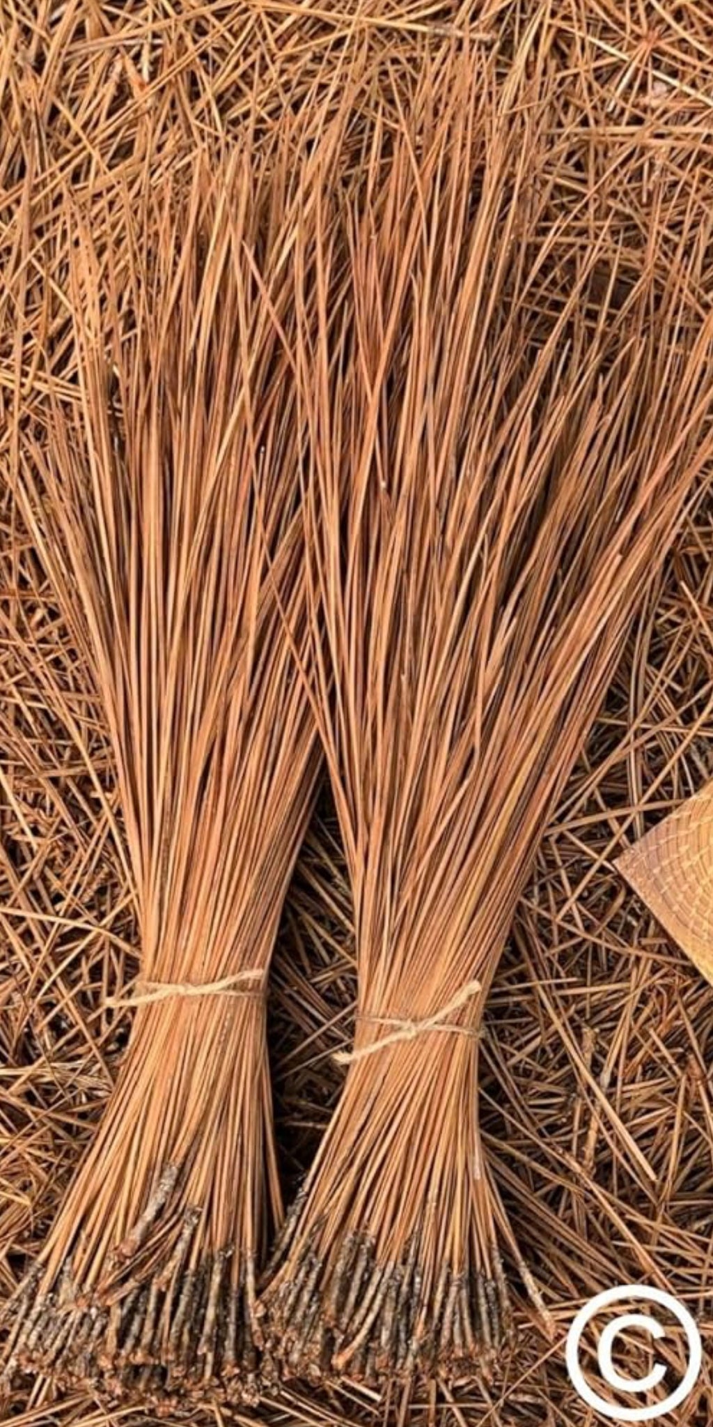 Long Leaf Pine Needles for Basketmaking Basketry 16oz per Bundle