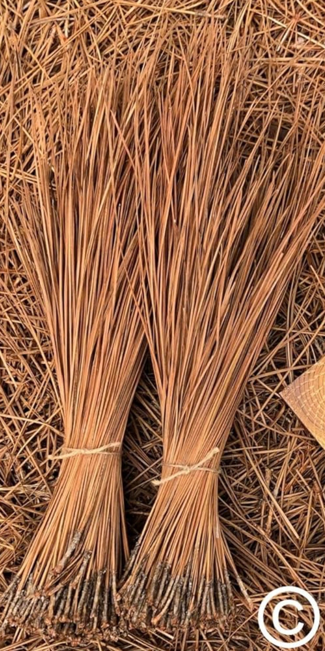 Long Leaf Pine Needles for Basketmaking Basketry 16oz per Bundle