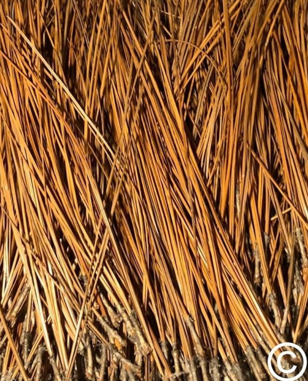 Long Leaf Pine Needles for Basketmaking Basketry 16oz per Bundle
