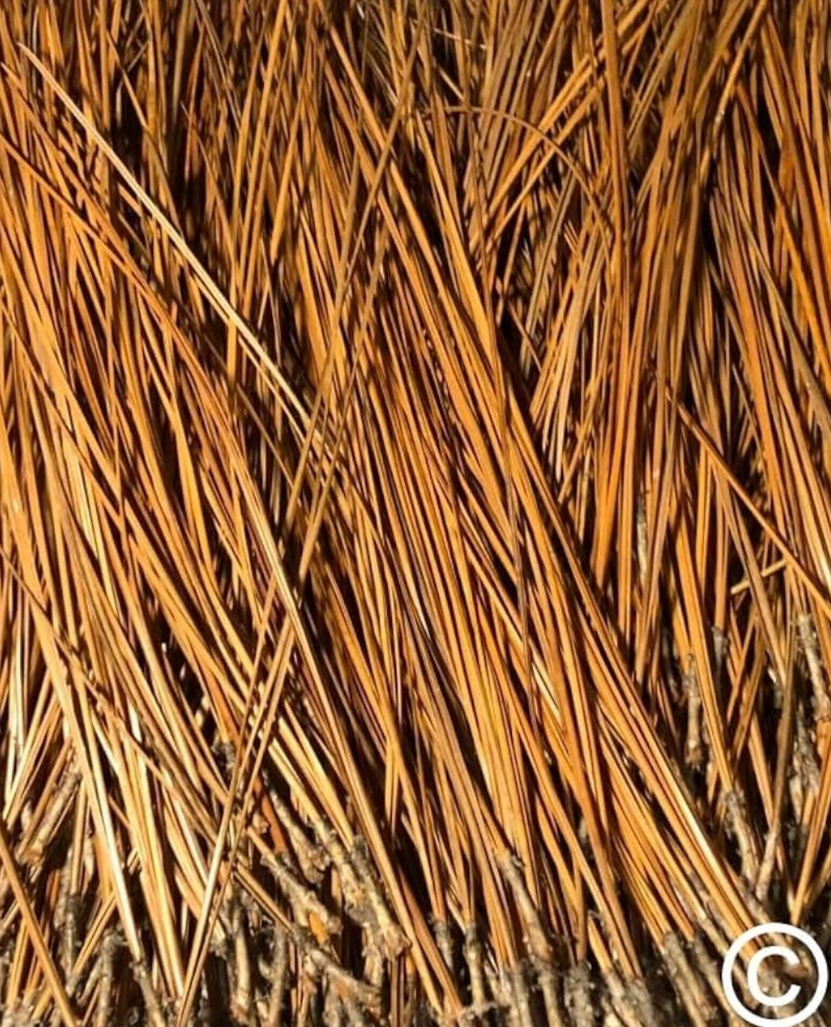 Long Leaf Pine Needles for Basketmaking Basketry 16oz per Bundle