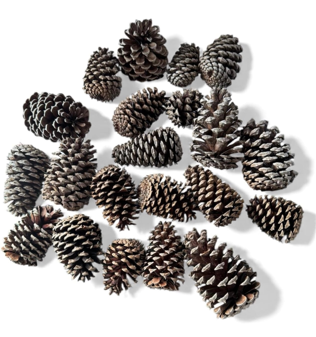 20 Pinecones 3" to 4" for Crafting, Home Decor and Holidays by The Tall Pine
