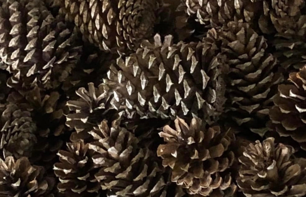 10 Pinecones 3" to 4" for Crafting, Home Decor and Holidays by The Tall Pine